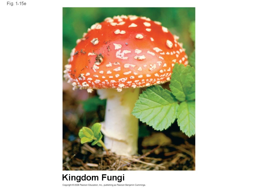 Fig. 1-15e Kingdom Fungi